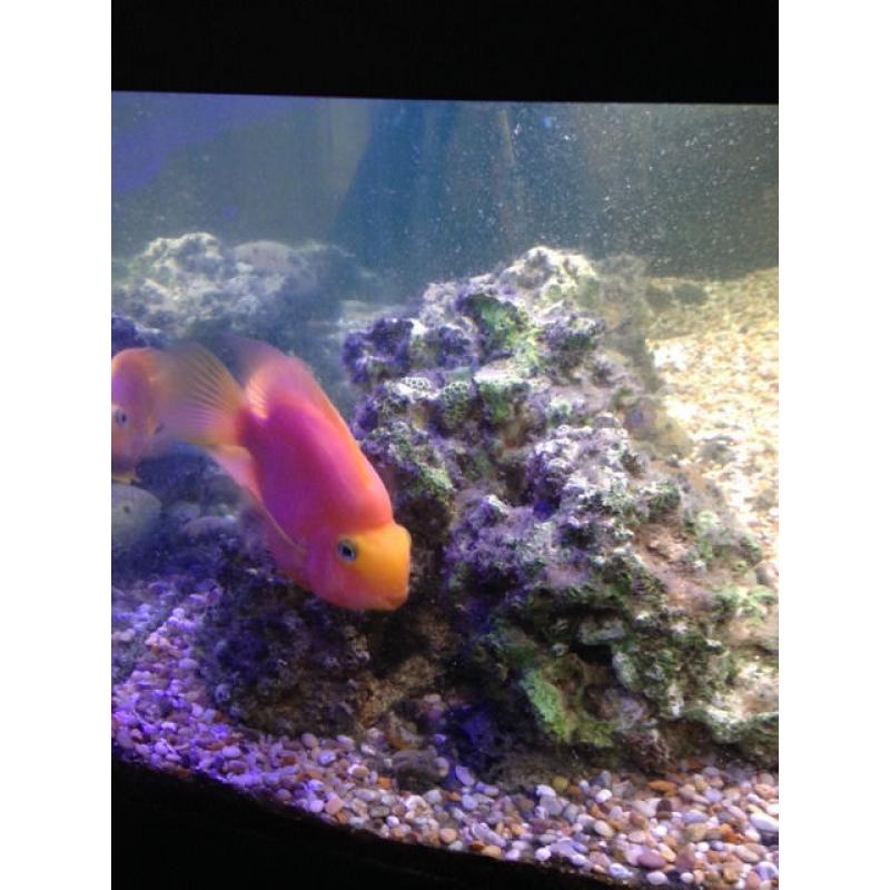4-foot aquarium with various freshwater fish