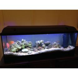 4-foot aquarium with various freshwater fish
