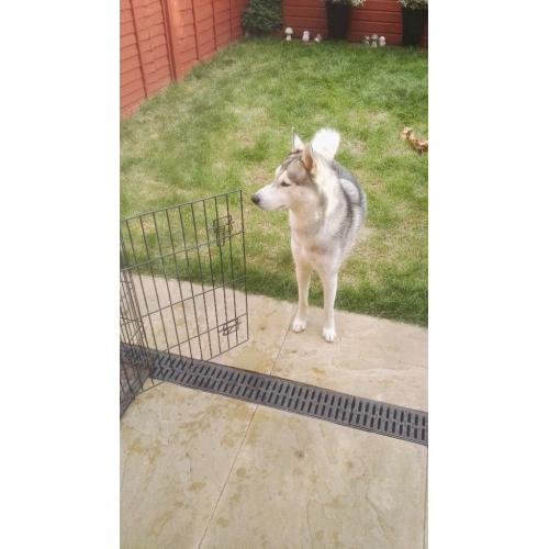 Male husky for sale