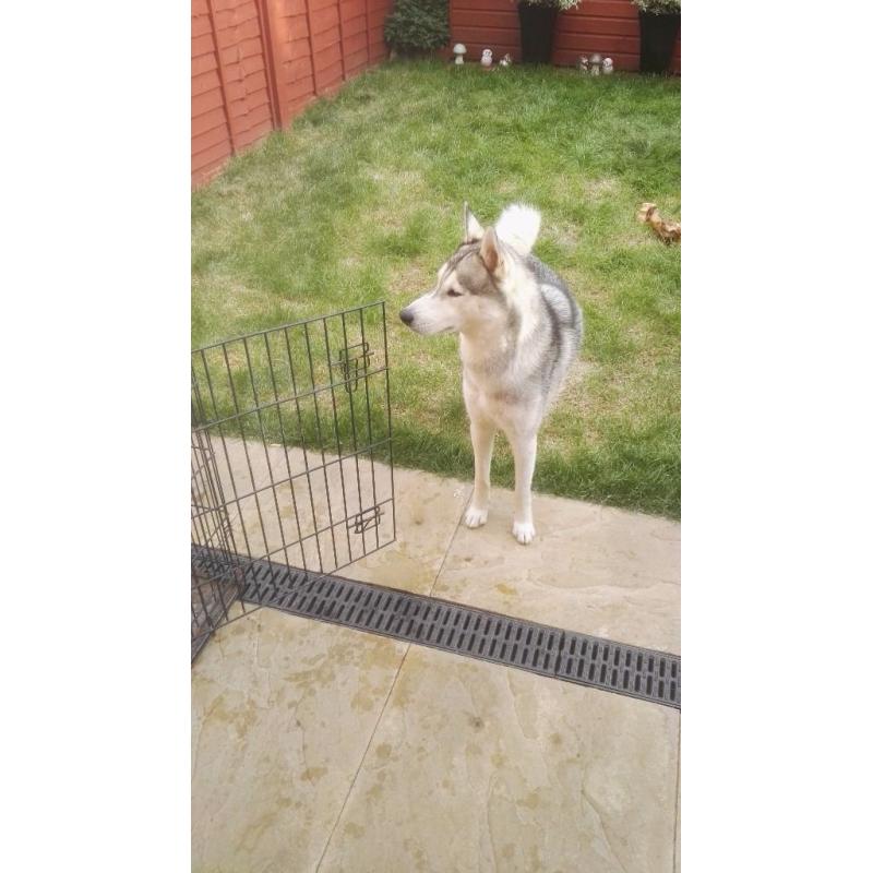 Male husky for sale