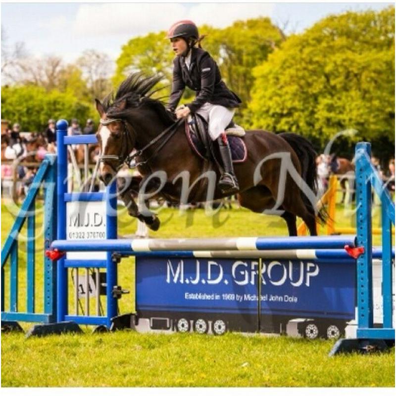 Super 14h newforest mare, 8yrs for sale!!!
