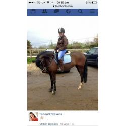 Super 14h newforest mare, 8yrs for sale!!!