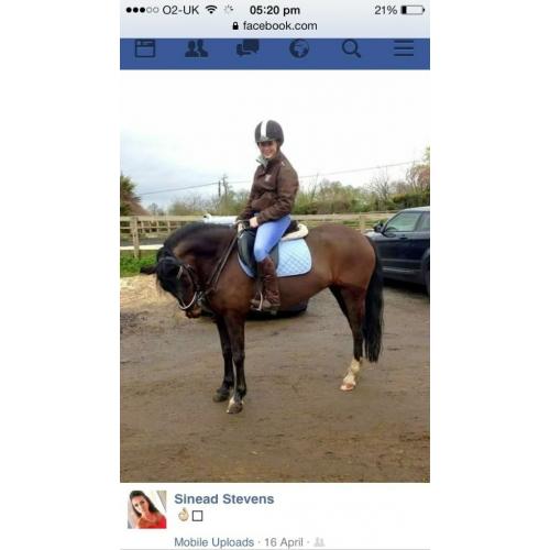 Super 14h newforest mare, 8yrs for sale!!!