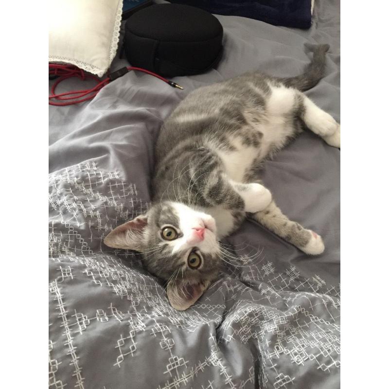 Male kitten (grey and white)