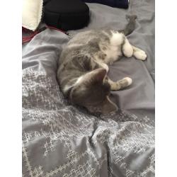 Male kitten (grey and white)