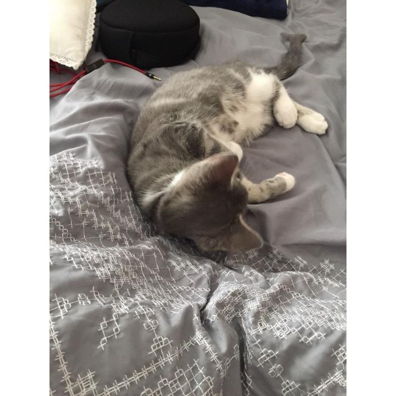 Male kitten (grey and white)