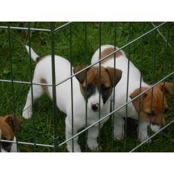 Jack Russell Pups - Tri colour