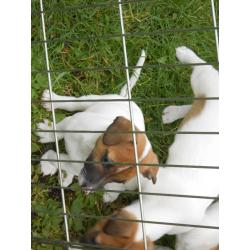 Jack Russell Pups - Tri colour