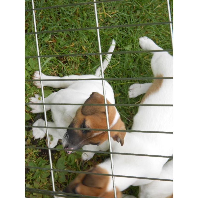 Jack Russell Pups - Tri colour