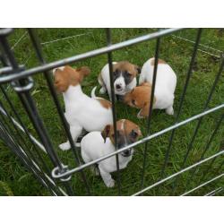 Jack Russell Pups - Tri colour