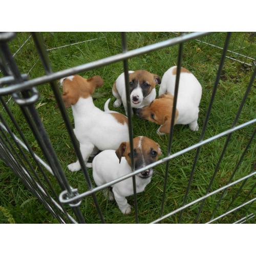 Jack Russell Pups - Tri colour