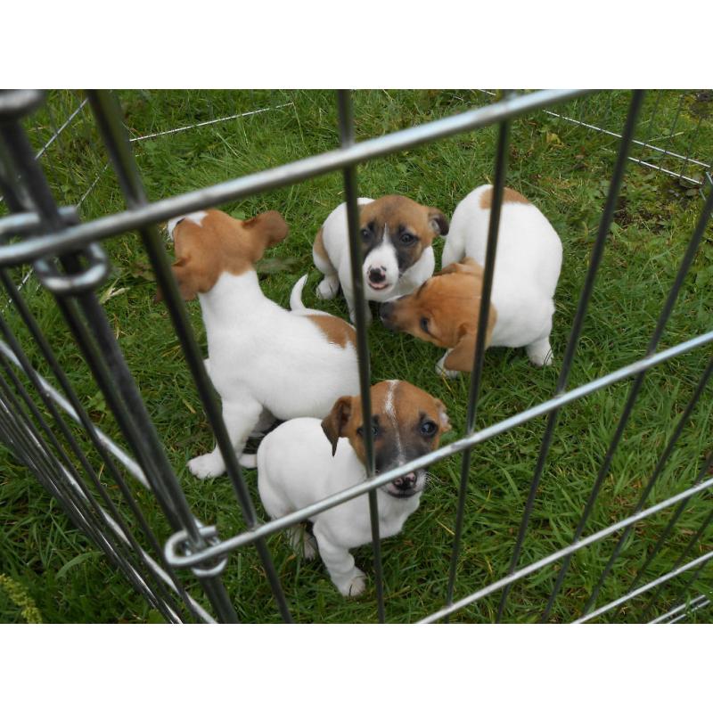 Jack Russell Pups - Tri colour