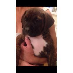 Douge de Boudeux X mastiff