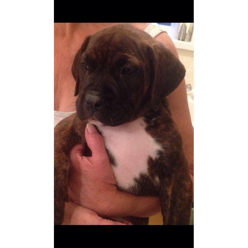 Douge de Boudeux X mastiff