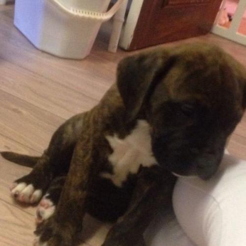 Douge de Boudeux X mastiff