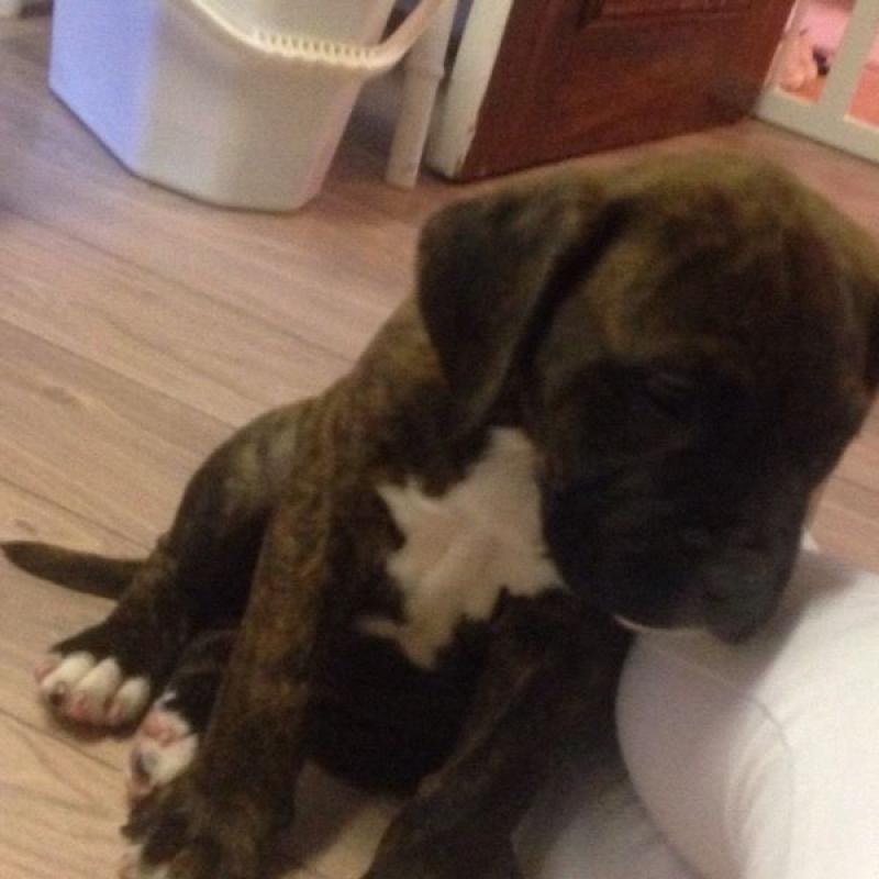 Douge de Boudeux X mastiff