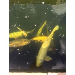 KOI Carp for sale cheap