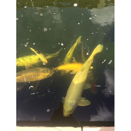 KOI Carp for sale cheap