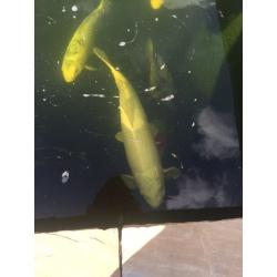 KOI Carp for sale cheap