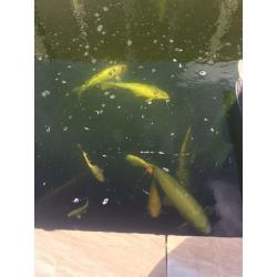 KOI Carp for sale cheap