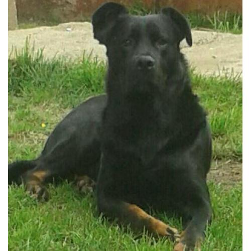 Unfortunately need to rehome a beautiful rottweiler cross