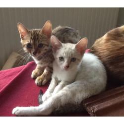 Bengal cross savanna kittens