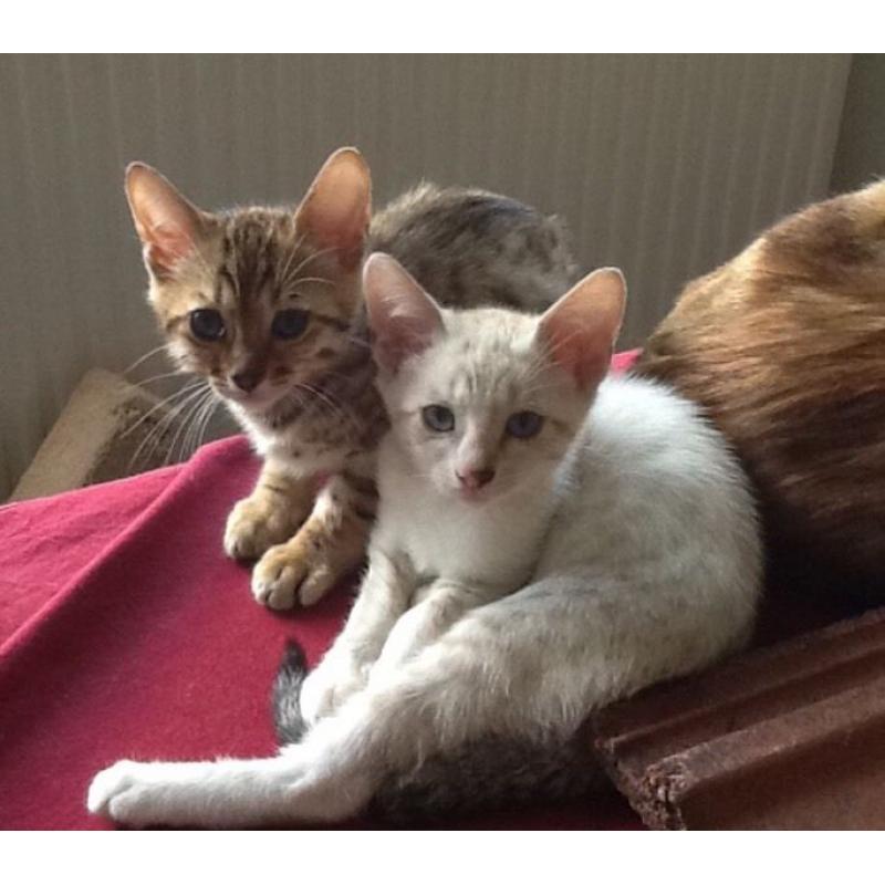 Bengal cross savanna kittens