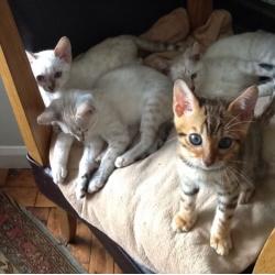 Bengal cross savanna kittens