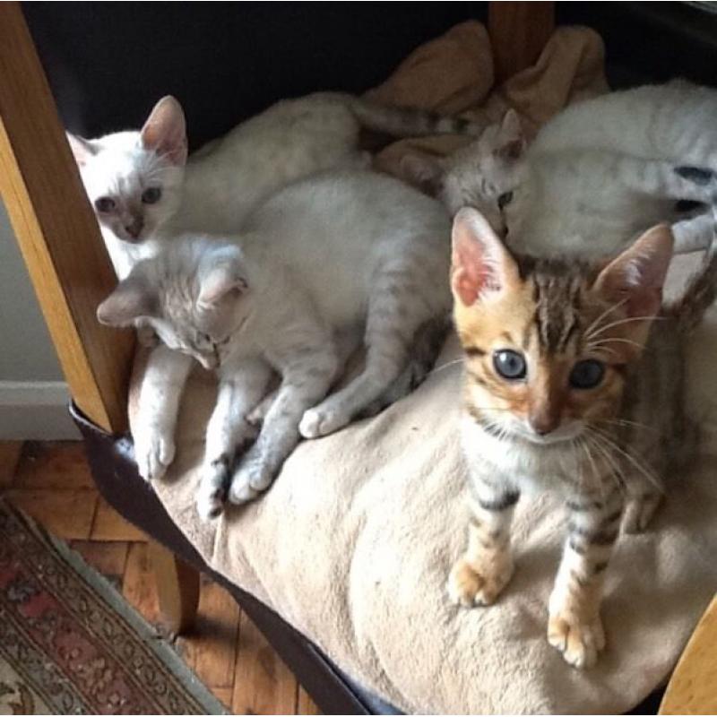 Bengal cross savanna kittens