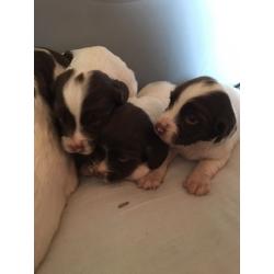 Springer spaniel kc reg