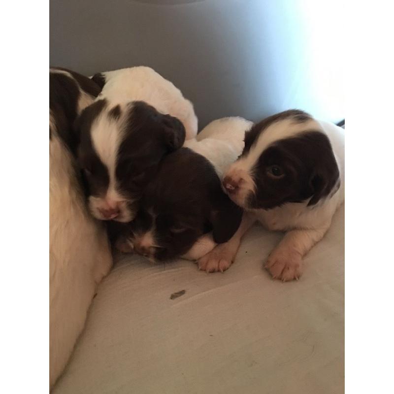 Springer spaniel kc reg