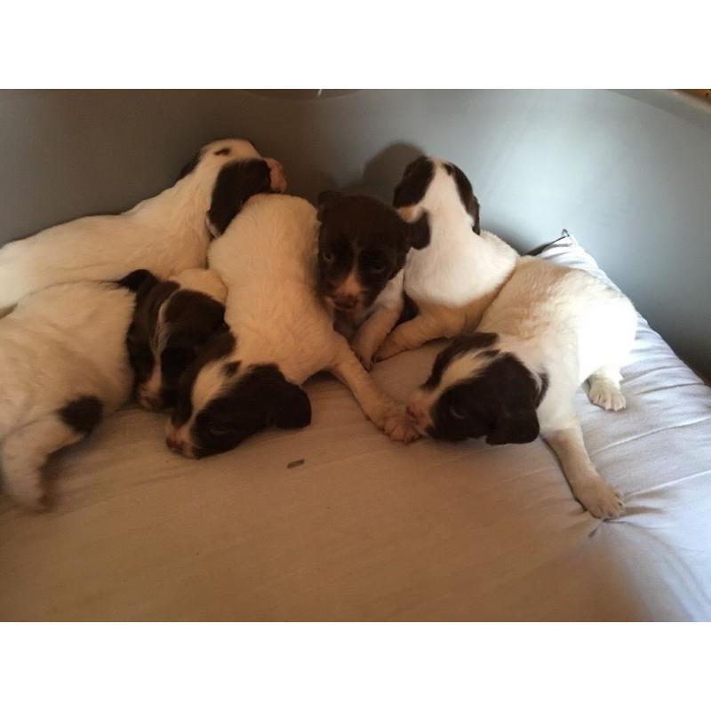 Springer spaniel kc reg
