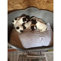 Springer spaniel kc reg