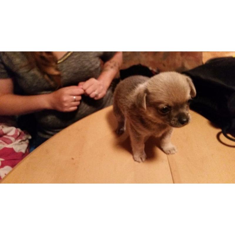 Blue Chihuahua