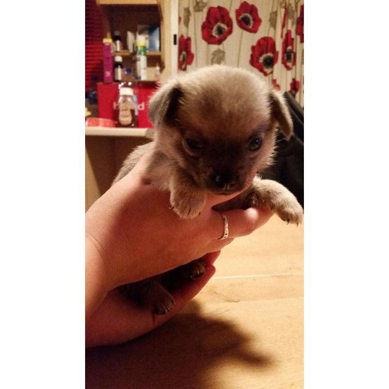 Blue Chihuahua