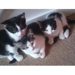 Kittens