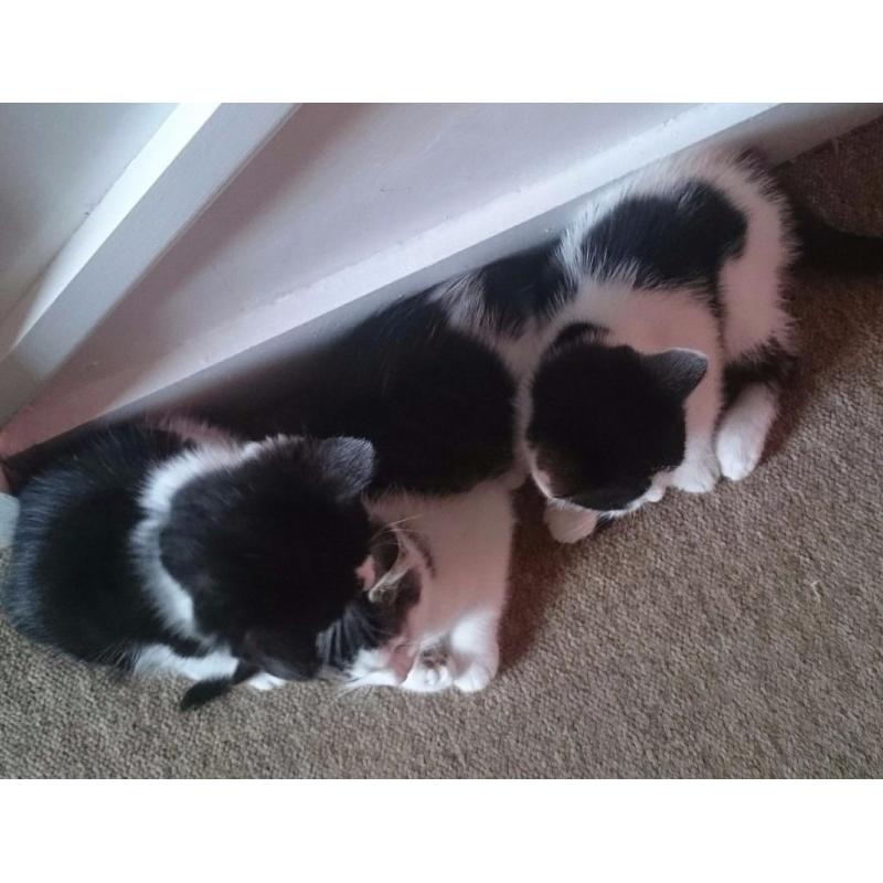 Kittens