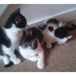 Kittens