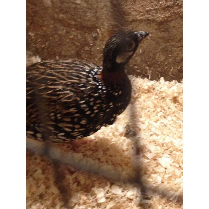 beautiful kala bird