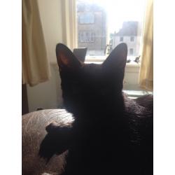 14 week old Kitten