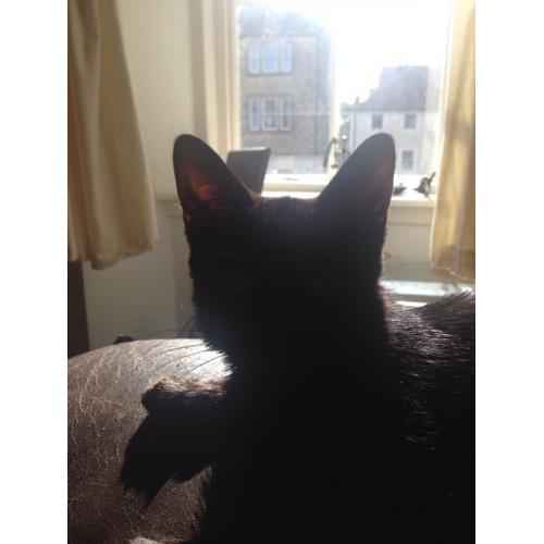 14 week old Kitten