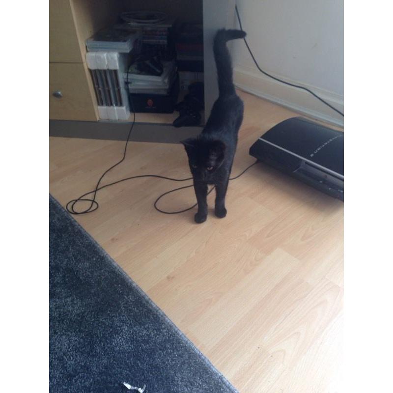 14 week old Kitten