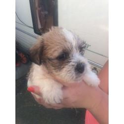 Shih tzu x jack pups