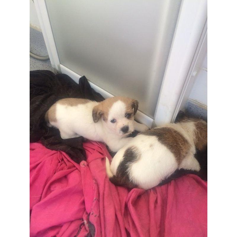 Shih tzu x jack pups