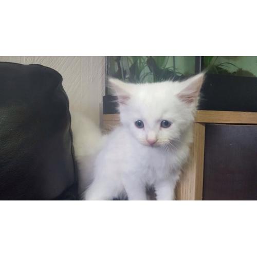 2 pure white beautiful kittens