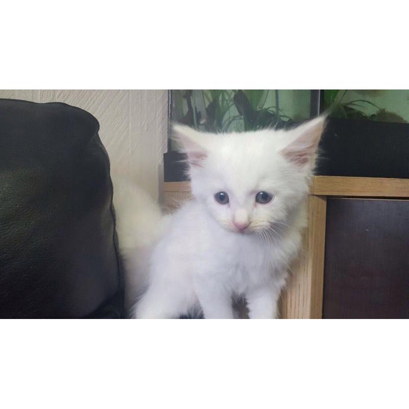 2 pure white beautiful kittens