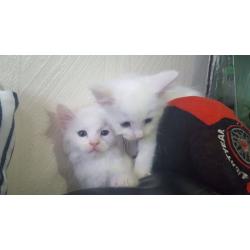2 pure white beautiful kittens