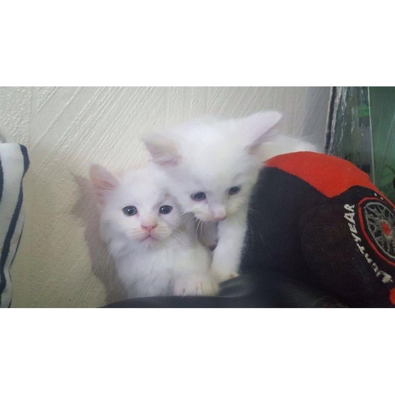 2 pure white beautiful kittens