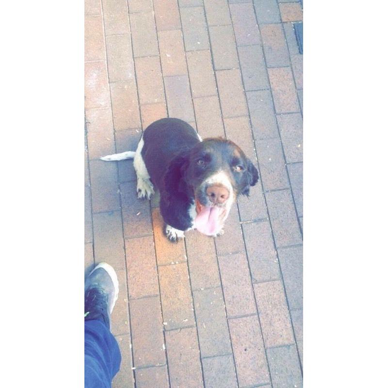 Beautiful Springer Spaniel dog