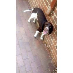 Beautiful Springer Spaniel dog